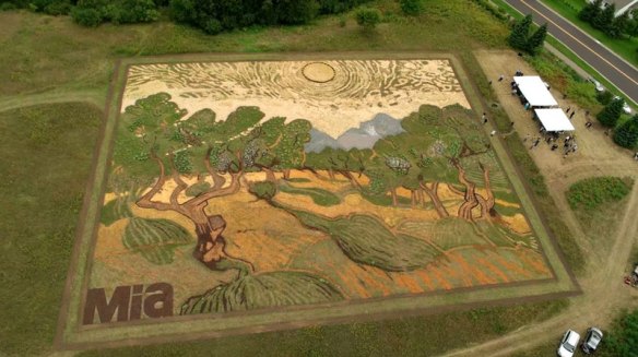 Land-art-il-reproduit-un-tableau-de-Van-Gogh-sur-5000m2-1